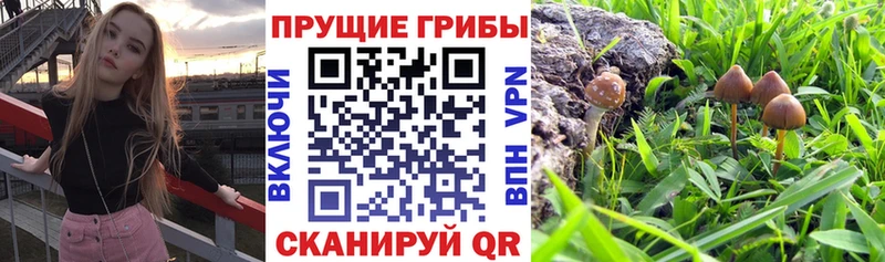 Псилоцибиновые грибы мицелий купить наркоту Кулебаки